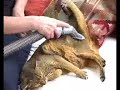How to Dyson an Abyssinian Cat How to Dyson an Abyssinian Cat