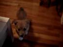 Corgi Freddie jammin to Hi-Tek Manele-Gratis.net