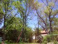 Cutting down a tree in my yard
