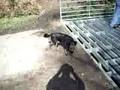 Bertie the cattlegrid dog
