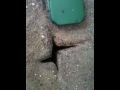 videos de Attack of the Ants