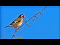 A. Vivaldi: Il Gardellino, Op. 10 n. 3 - Concerto for flute, strings & b.c. in D major (RV 428)