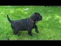 PRADA SEVEN WEEKS