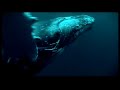 Gray Whales - Grauwale Gray Whales - Grauwale