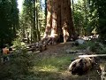 Cây Đại Cổ Thụ TO LỚN NHẤT Thế Giới SEQUIOA General Sherman