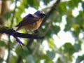 Common Redstart, Hilversum