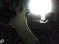 Bulldog Movie 2... Dances With Dogs