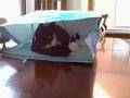 videos de Shopping Fun For Spunky Doodle