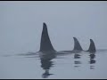 Fish Farms Sea Lice and the Broughton Archipelago