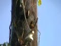 Painted_Bunting_041907 Painted_Bunting_041907
