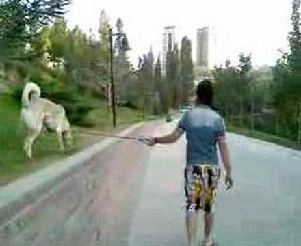 pitbull,kangal,kurt
