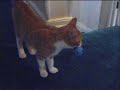 ボール猫動画