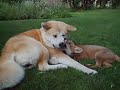 Kissing or biting? Kissing or biting?
