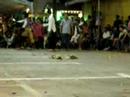 kuda kepang 2