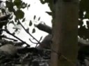 beaver bucks big lumbar!