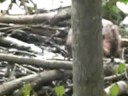 beaver bucks big lumbar!