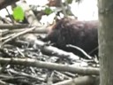 beaver bucks big lumbar!