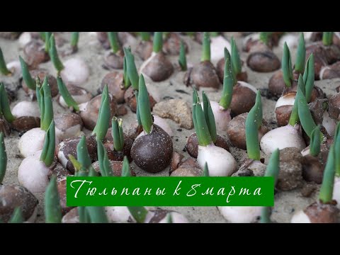 Тюльпаны оптом к 8 марта (Видео 1)