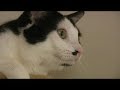 My cat\