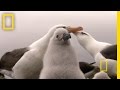 Bonus: The Endangered Albatross