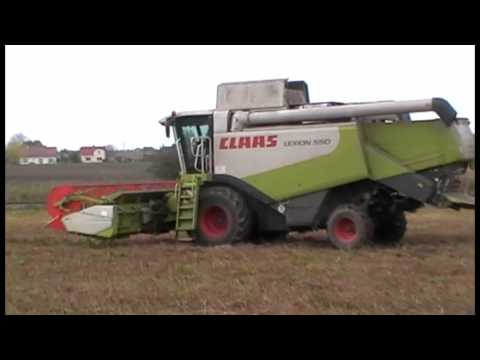 how to harvest buckwheat