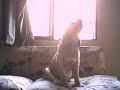 かわいい犬動画