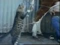Cão e Gato Divertidos