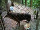 Morris County SPCA