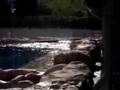 videos de Dine With Shamu Clips