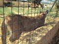 Αττικο Ζωολογικο Παρκο 2009 - Πουμα