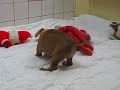 Streekdierentehuis - puppies zoeken een baasje Streekdierentehuis - puppies zoeken een baasje