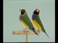 Naturaves - Diamante de Gould1.avi