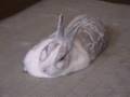 sleeping-rabbit