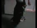 another dizzy shuffle