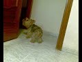 Zeus cantando Flow My Tears 4
