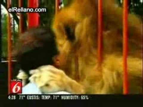 LION ( CAT