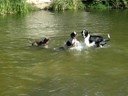 Perripandi en El Pardo III