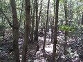 925RockGarden