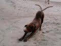 Hund Suhana seit 28.10.2008 gestohlen