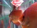 mes discus de 5 mois mes discus de 5 mois
