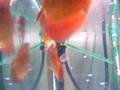 mes-discus-de-5-mois