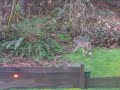 Coyote visiting my backyard
