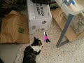 QT-too tired to play