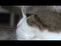 アップなねこ。-zoom-in Maru.