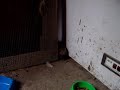 Il ladro: riccio Piergiorgio a Cascina Myriam