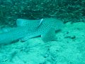forra angry shark 1 - free flv video @ vwatch.tv