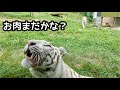 ホワイトタイガー　ツキ、シグレ、シロップ　お肉待ちのようですね【伊豆アニマルキングダム】White tiger Tsuki Shigure Syrup Izu Animal Kingdom