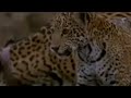 Jaguar mother and cubs in the wild -BBC Animals