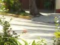 (CETIS N�79)CHABO DE PREPARATORIA EN BICI DE SU PRIMITO DE 10 A�OS
