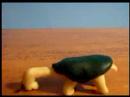 the-classy-turtle.html